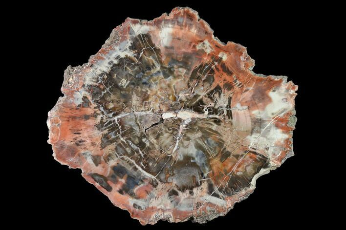 Polished Petrified Wood (Araucaria) Round - Arizona #144244